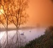 Swans on a stream at a hazy dawn